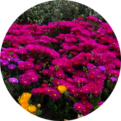 GatheringRareChopstick897